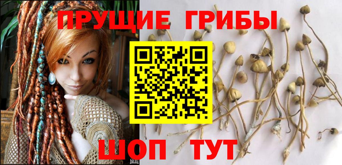 Псилоцибиновые грибы Psilocybine cubensis  Вход с VPN  Чайковский 